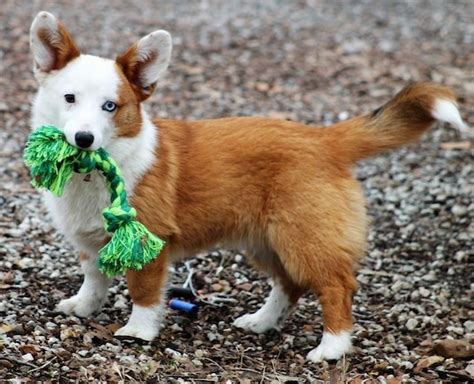 Aussie-Corgi Dog Breed Information