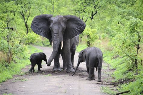 Malawi, safari et culture au cœur de l’Afrique : Malawi