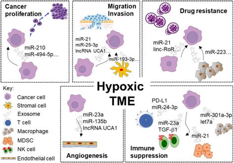 Representative examples of exosome-mediated intercellular communication... | Download Scientific ...