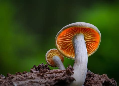 mushroom summary | Britannica