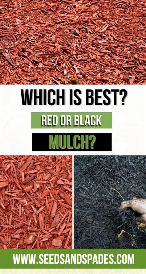 Red vs Black Mulch Guide - Seeds and Spades in 2021 | Black mulch, Mulch landscaping, Mulch ...