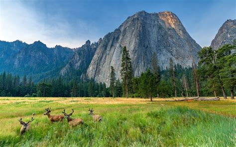 Wildlife in Yosemite grows during park closure - Newswire - Blue Ridge ...