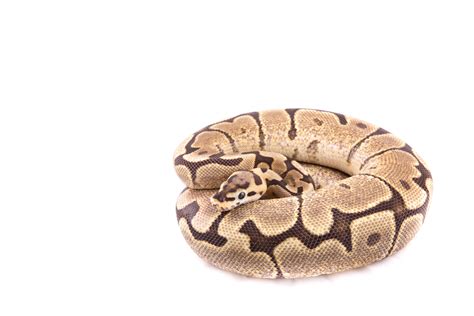 Fire Ball Python Morphs (8 Stunning Photos + Information)