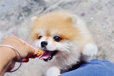 9 Best Dog Food For Pomeranian - Healthy Food For Your Pom