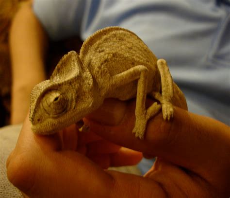 Kuwait Black Market: Chameleon Lizard