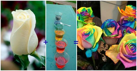 Rainbow Roses | DIY Tag