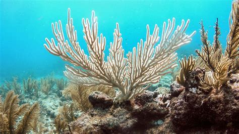 1.5 Warming Oceans Cause Coral Reef Bleaching – Environmental ScienceBites