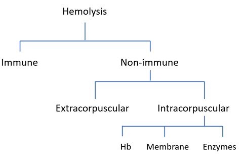 Types Of Intravascular Hemolysis at elizabethemayo blog