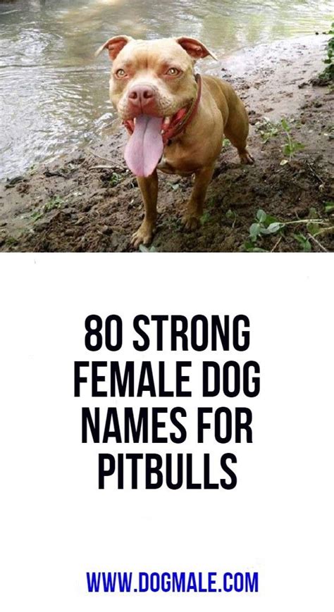 80 Strong Female Dog Names for Pitbulls | Female dog names, Dog names, Puppies names female