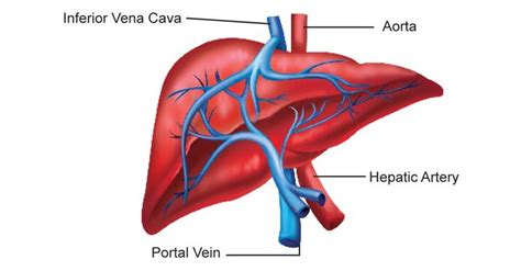 Hepatic Artery