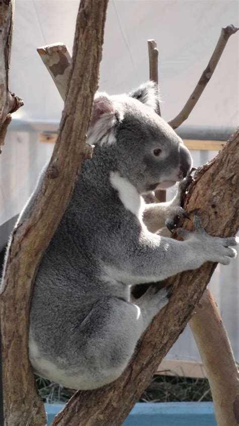 Koala at the Cleveland Metroparks Zoo Cleveland Metroparks, Zoological ...