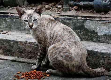 What is a Feral Cat? Understanding Street Cats | PetMD