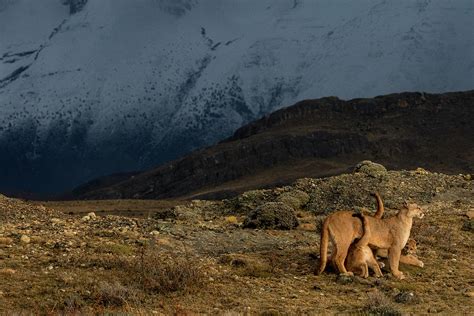 Puma Female With Cubs, Torres Del Paine National Park, Chile Photograph by Lucas Bustamante ...