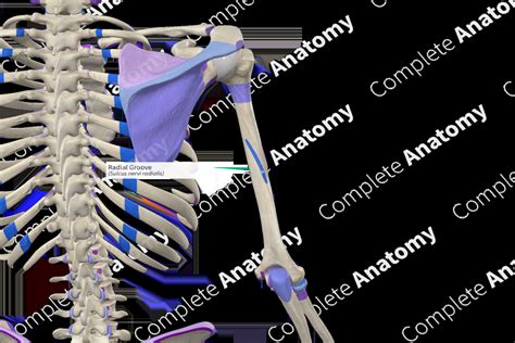 Radial Groove | Complete Anatomy