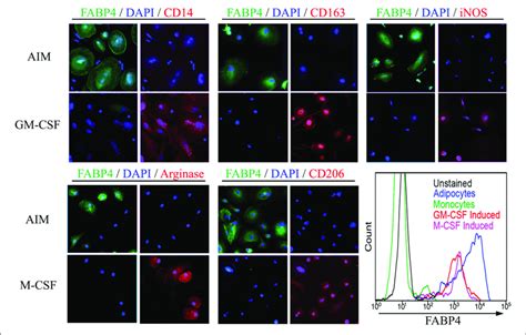 | Monocyte-Derived Macrophages and ALCs Carry Distinct Markers. As ...