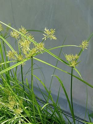 Sedges - University of Florida, Institute of Food and Agricultural Sciences