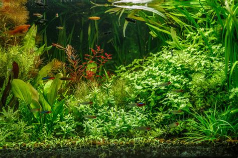 Plants in Aquarium Pros and Cons: Our Fascinating Guide