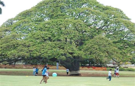 Hula, history & Hitachi: Moanalua Gardens - Hawaii Insider