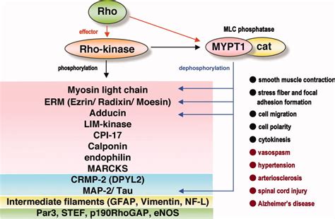 Rho‐kinase/ROCK: A key regulator of the cytoskeleton and cell polarity ...