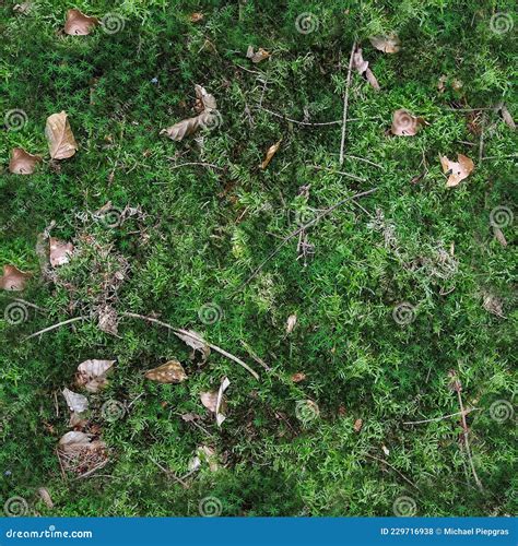 High Resolution Seamless Texture of a Forest Ground with Moss and Nuts Stock Photo - Image of ...