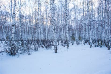 Landscape with Winter Birch Forest Stock Photo - Image of birch, evening: 133148454