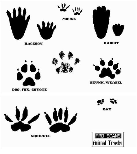 animal tracks clip art - Clip Art Library