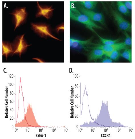 Neural Progenitor Cell Marker Kits: R&D Systems