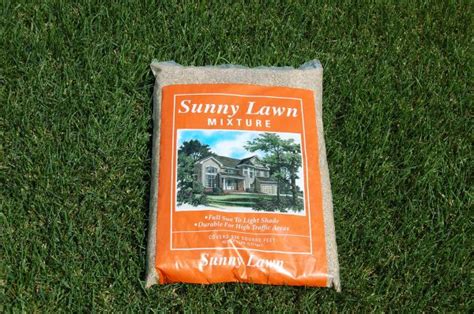 Perennial Ryegrass Seed | Kuenzi Turf & Nursery