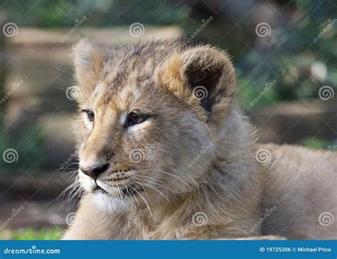 Asiatic lion cub stock photo. Image of young, safari - 19725206