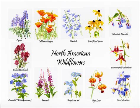 North American Wildflowers Poster II Painting by Sharon Freeman