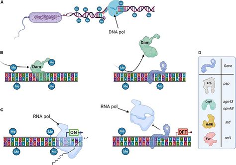 Frontiers | Novel Identification of Bacterial Epigenetic Regulations Would Benefit From a Better ...