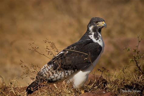 "Augur Buzzard (Buteo augur)" by Neville Jones | Redbubble