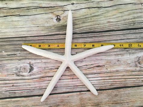 Large Finger Starfish Wall Hanging - Sea 2 Land Designs