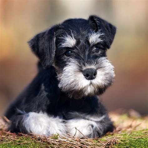 #1 | Miniature Schnauzer Puppies For Sale In Florida