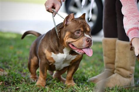 TRI COLOR POCKET BULLY BREEDER | BLUE, LILAC, CHAMPAGNE & CHOCOLATE ...