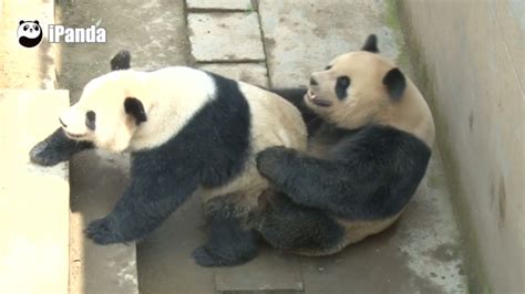 Giant panda pair sets new mating record of 18 minutes