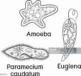 Coloring Page Set Of Unicellular Organisms Paramecium Caudatum Amoeba  sketch template