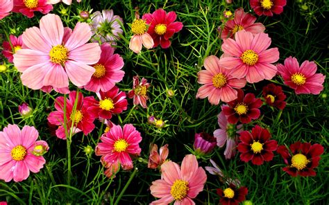 Pink Cosmos Flowers Wallpapers | HD Wallpapers | ID #18557