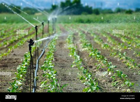 Irrigation on Agricultural land Stock Photo - Alamy