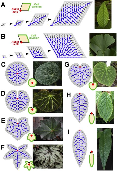 Dichotomous Venation