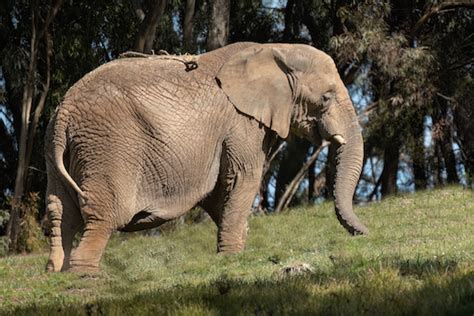 Oakland Zoo Mourns Loss of African Elephant, Lisa, Age 46 | Oakland Zoo