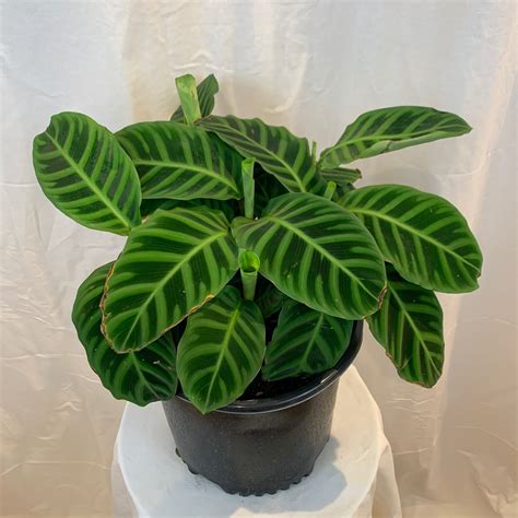 10" Calathea Zebrina - Flowers Talk Tivoli