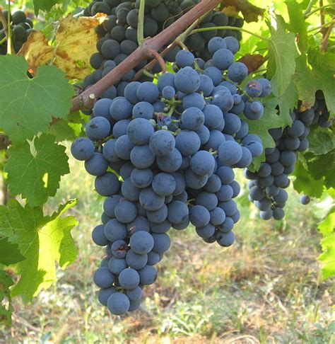 Grape of the Week: Carmenere - WineTable.com