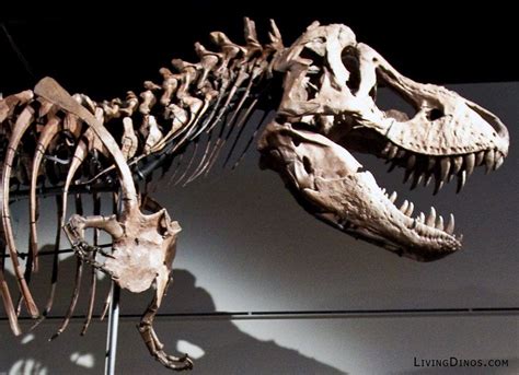 Most people think that fossil bones (of which the most well-known examples are those of ...