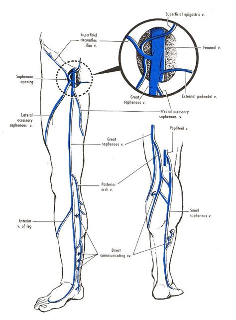 Venous Drainage of Lower limb | medcaretips.com