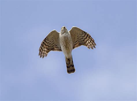 Sharp-shinned Hawk "Accipiter striatus" | Boreal Songbird Initiative