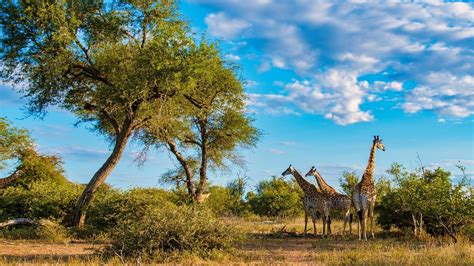 8 Best National Parks In Africa For Wildlife Safaris: An Ultimate Guide 2024