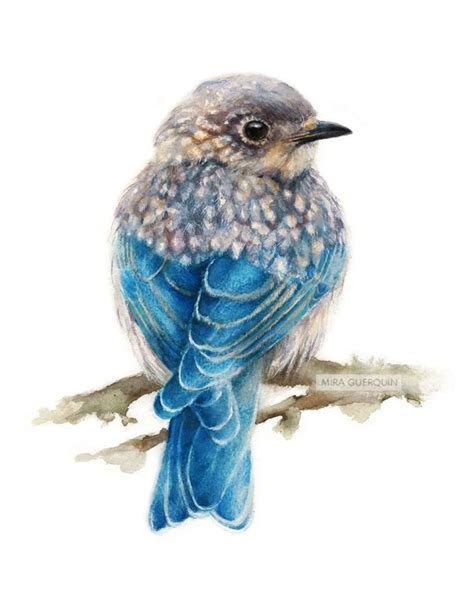 Eastern Bluebird - Art Print of watercolor painting. Juvenile Bluebird ...