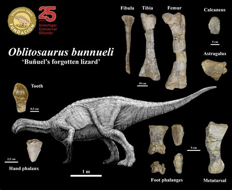 Species New to Science: [Paleontology • 2023] Oblitosaurus bunnueli • The Largest ornithopod ...