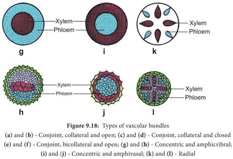 Vascular Tissue System